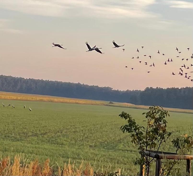 Ferienhaus Naturblick Villa Drahnsdorf Eksteriør bilde